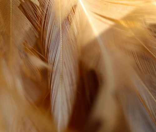 Free Closeup delicate soft feathers of white color heaped in studio in warm sunlight Stock Photo
