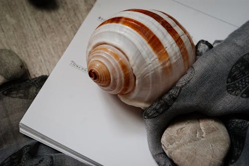 High angle of big seashell and pebble and scarf placed on stack of papers on wooden table