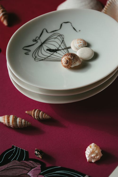 Various seashells on table with ceramic plates