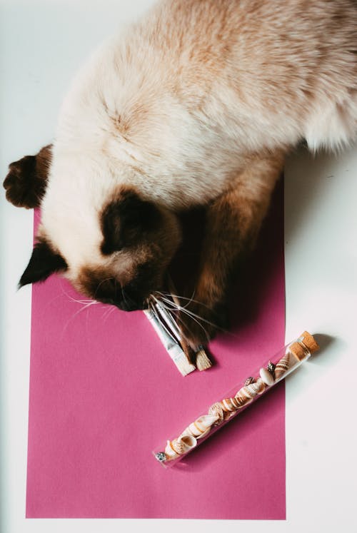 From above of curious Siamese cat smelling paintbrushes placed on pink colored paper near small glass jar of various natural seashells in workshop