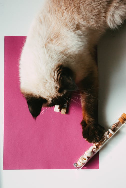 Free Top view of curious Siamese cat playing with shells in tube while lying on bright pink paper Stock Photo