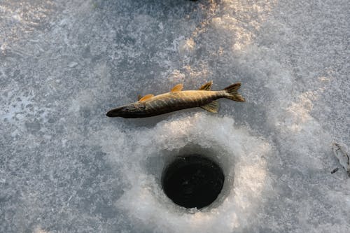 A Fish Catch During Ice Fishing