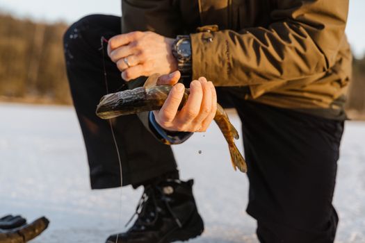 Close-up of a person holding a fish caught during ice fishing in winter.