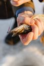A Person Holding a Fish