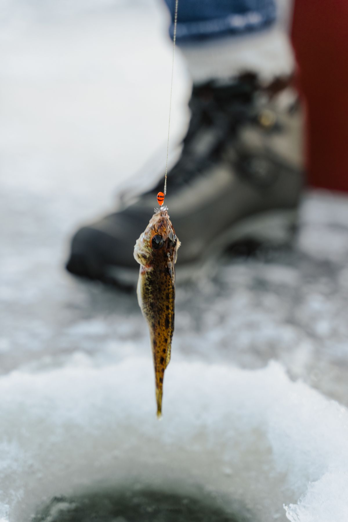 Fish caught on ice