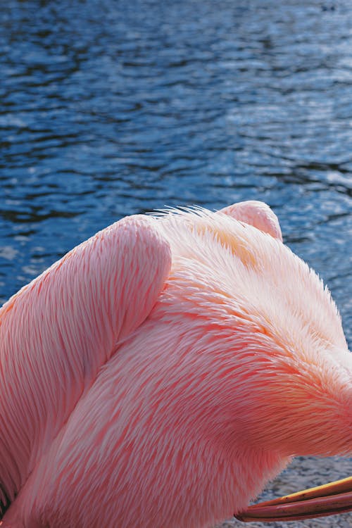Foto stok gratis air, berwarna merah muda, burung