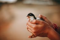 Woman with fluffy little tweeting chick
