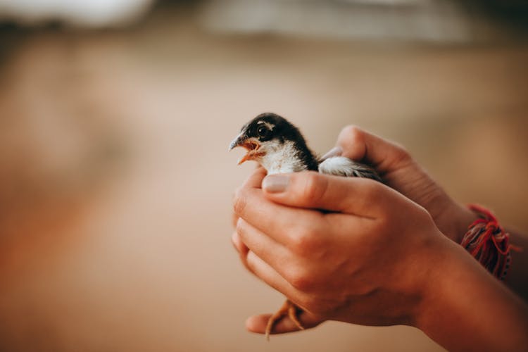 Woman With Fluffy Little Tweeting Chick