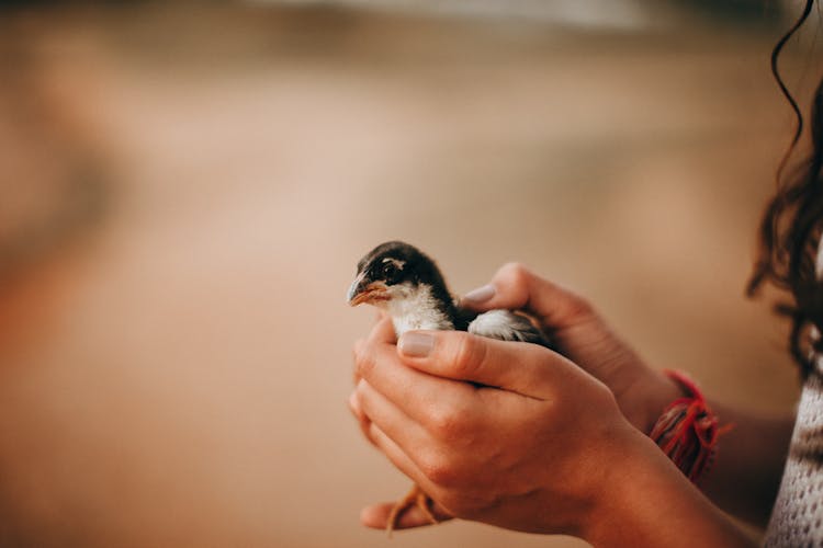 Woman With Little Innocent Chick In Hands