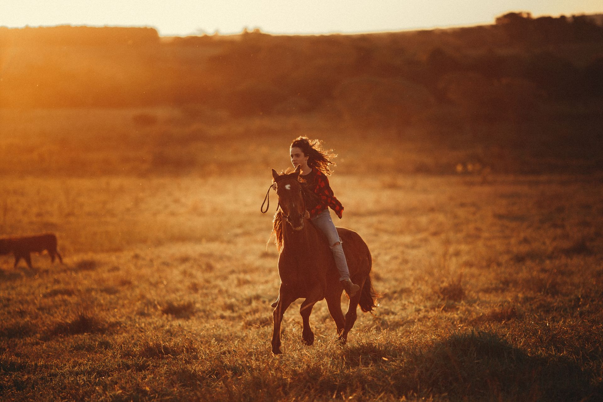 Full body of female equestrian riding brown horse on grassy terrain in countryside on evening time during horseback training in nature