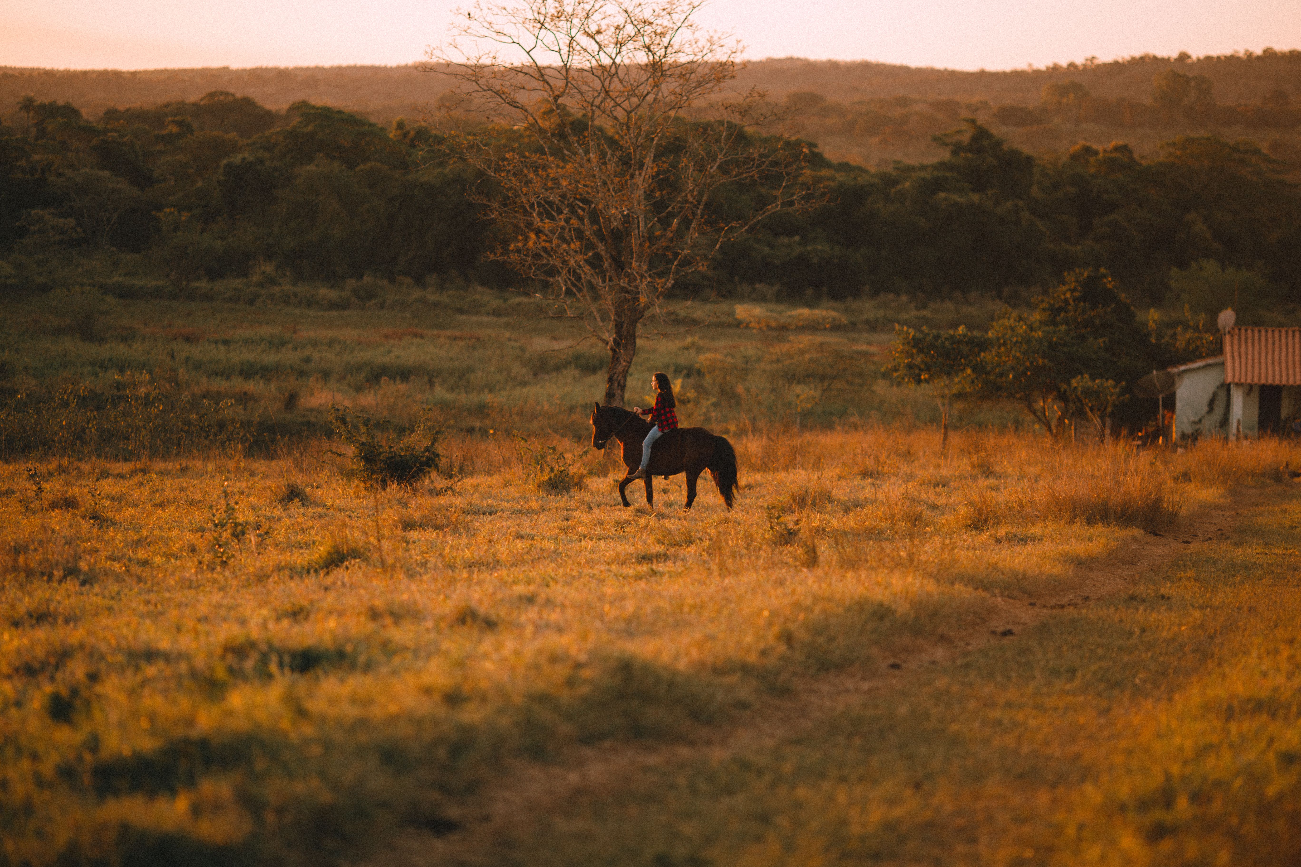 Unrecognizable woman riding horse in grassy countryside · Free Stock Photo
