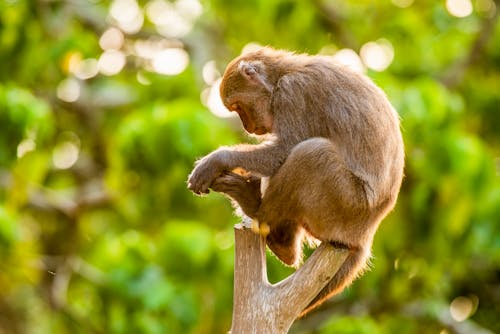 A Monkey Sitting on a Tree