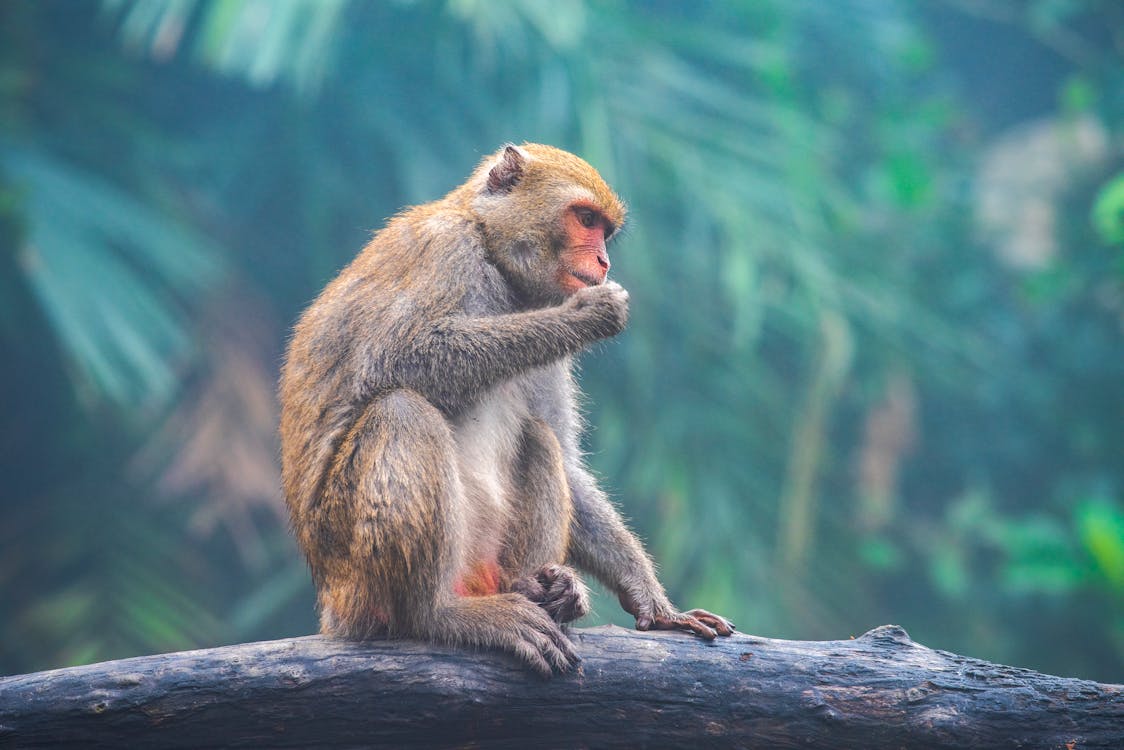 Cierre Del Vivero Del Mono Arriba. Monos Exóticos En El Zoológico Imagen de  archivo - Imagen de monos, vivero: 201872909