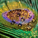 Droplets of Water on a Colorful Peacock Feather