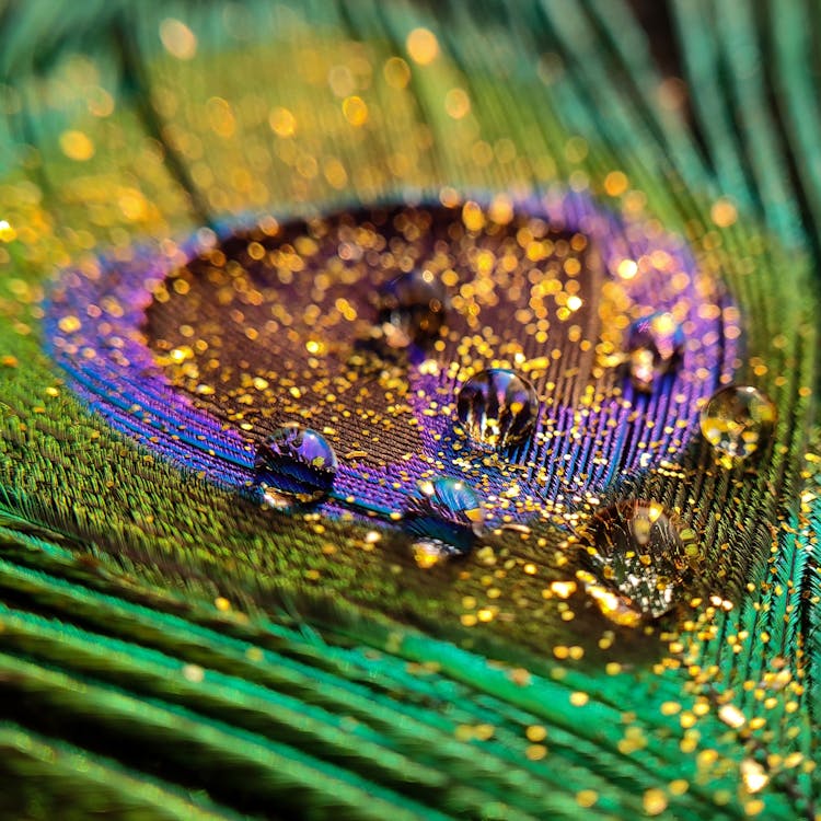 Droplets Of Water On A Colorful Peacock Feather 