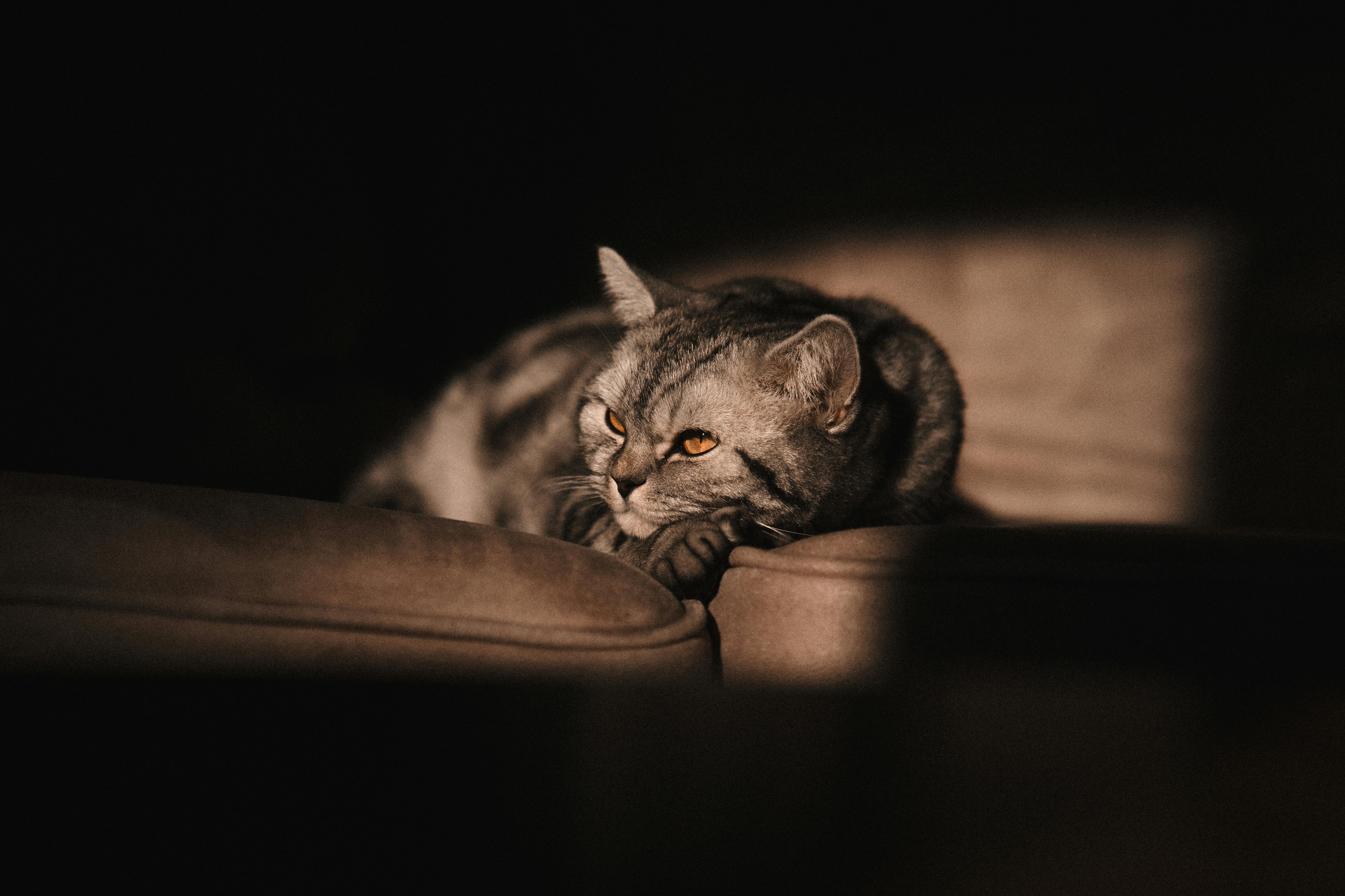 A serene moment of a cat resting on a couch with warm lighting creating a cozy atmosphere.