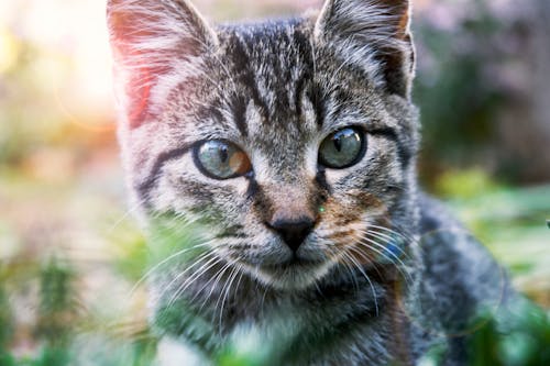 Free Close-Up Photography of A Tabby Cat Stock Photo