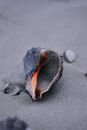 Rapana venosa seashell on sandy shore