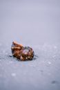Ground level of wet Rapana venosa seashell placed on sandy coast on cloudy day