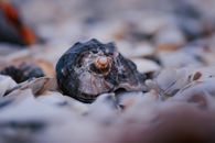 Coast with various seashells in daylight