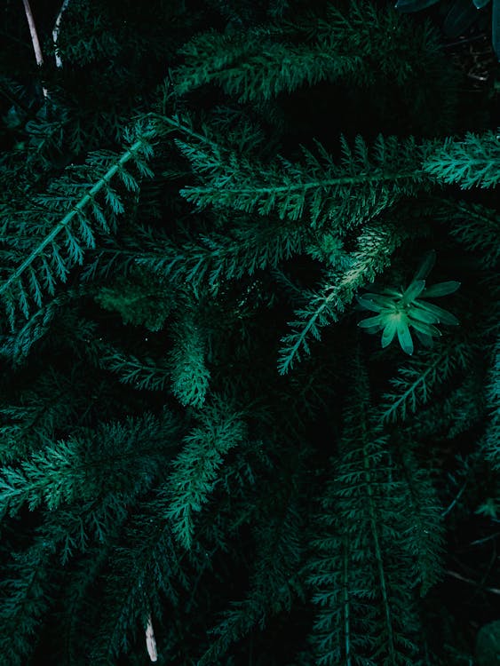 Lush fresh fern bush with healthy green leaves growing in forest in daytime