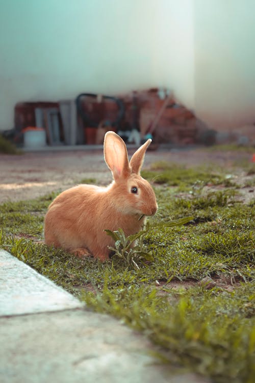 Brown Rabbit on Green Grass