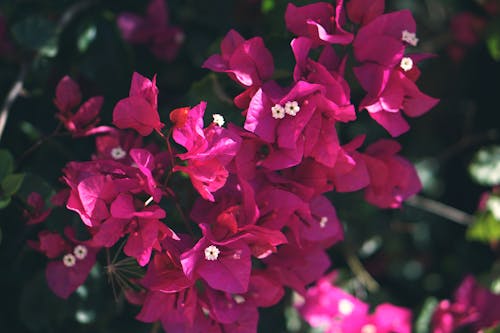 無料 ピンクのブーゲンビリアの花 写真素材
