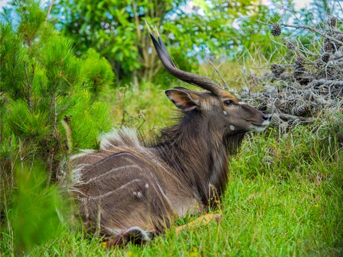 Free Close-up of a kudu resting in lush greenery showcasing its majestic horns and distinct markings. Stock Photo