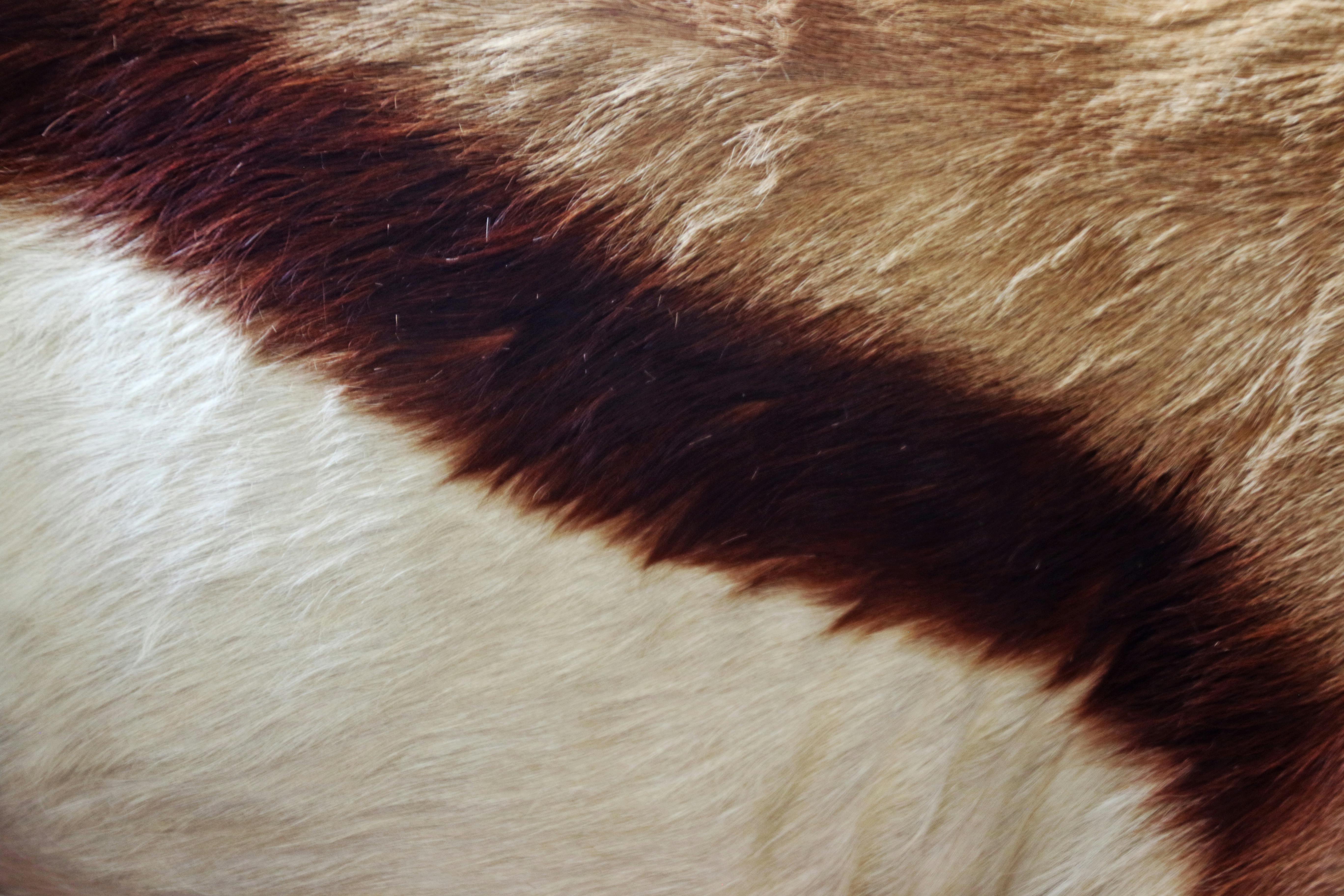 Free stock photo of animal, animal skin, antilope