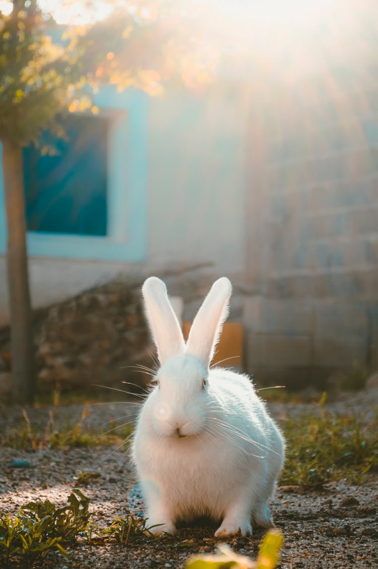 White Rabbit On Gray Soil