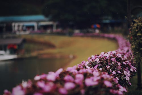 Macro Photography of Pink Flowers