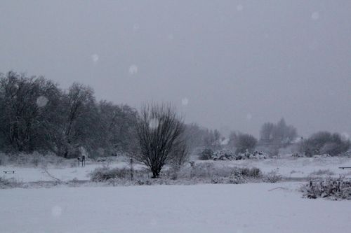 Free Tranquil snowy scene featuring bare trees and gentle snowfall. Stock Photo