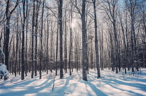 下雪的, 似雪, 光禿禿的樹木 的 免費圖庫相片