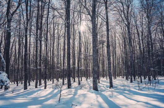 Captivating view of a snow-covered forest in winter sunlight, showcasing bare trees and tranquil nature.