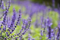 薰衣草田盛开，蜜蜂特写，尽显自然与花卉主题的完美融合