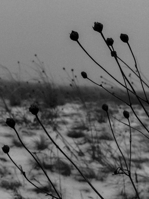 Grayscale Photo of Dried Flowers