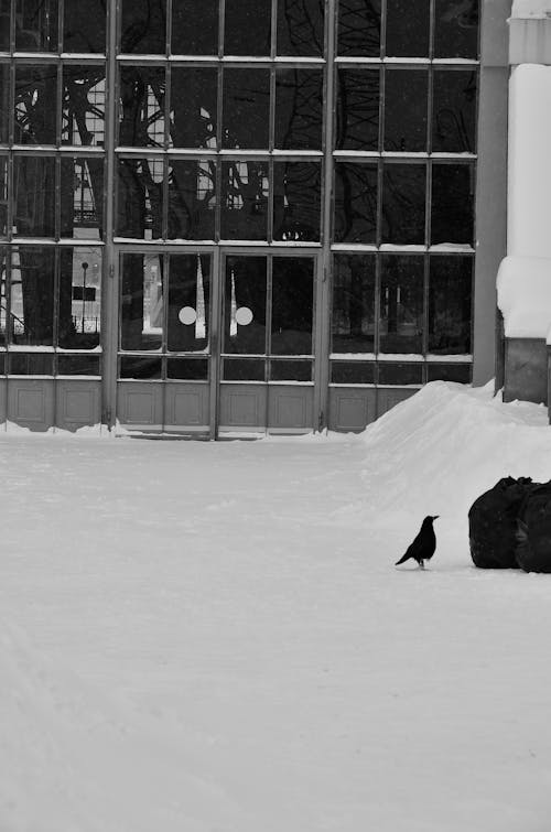 Grayscale Photo of Black Bird on Snow Covered Ground