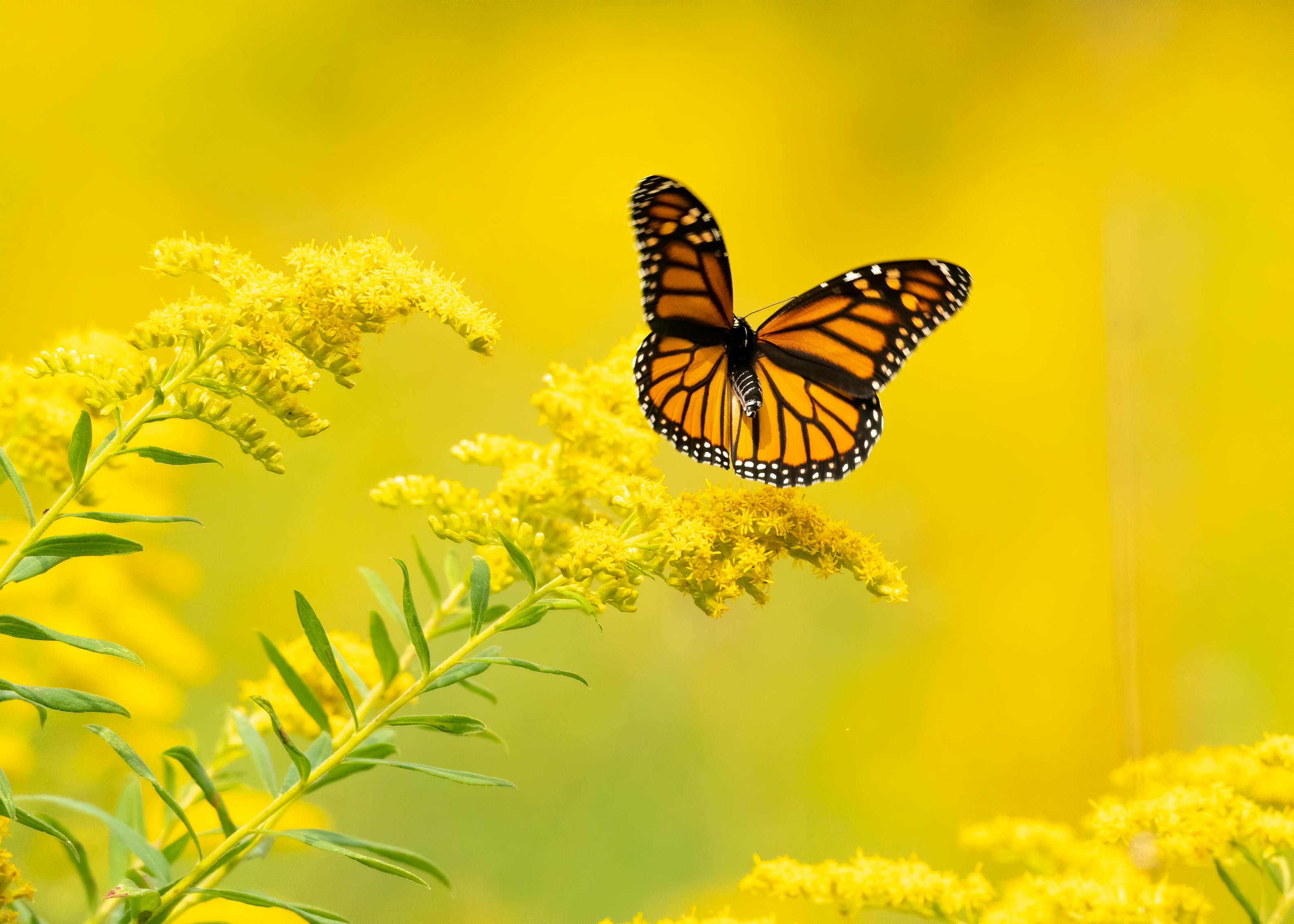 Yellow Butterfly  Beautiful  Aesthetic Wallpaper Download  MobCup