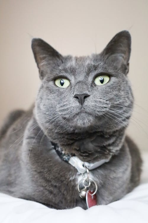Free stock photo of animal rescue, cat, russian blue cat