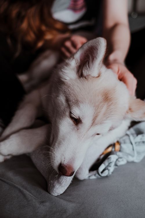Free A close-up of a Siberian Husky puppy being affectionately cuddled by a person indoors, symbolizing companionship. Stock Photo