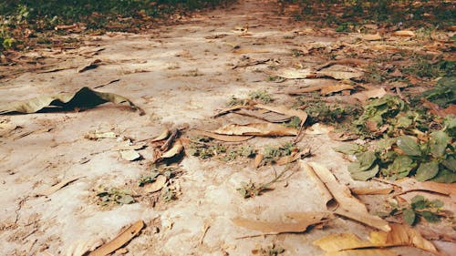 Free stock photo of brown, desktop backgrounds, dry leaves