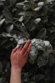 Close-up of a hand touching green leaves with a fresh coating of snow, highlighting winter nature
