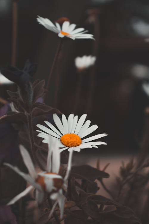 Close-up Photo of White Daisy Flowers