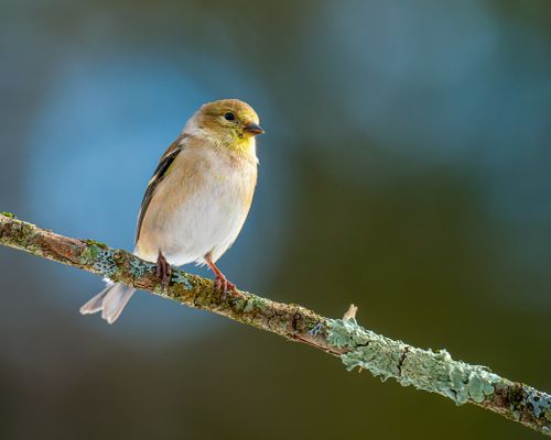 Free Adorable small American goldfinch with brown plumage and yellow spot sitting on thin leafless branch in woodland on blurred background Stock Photo