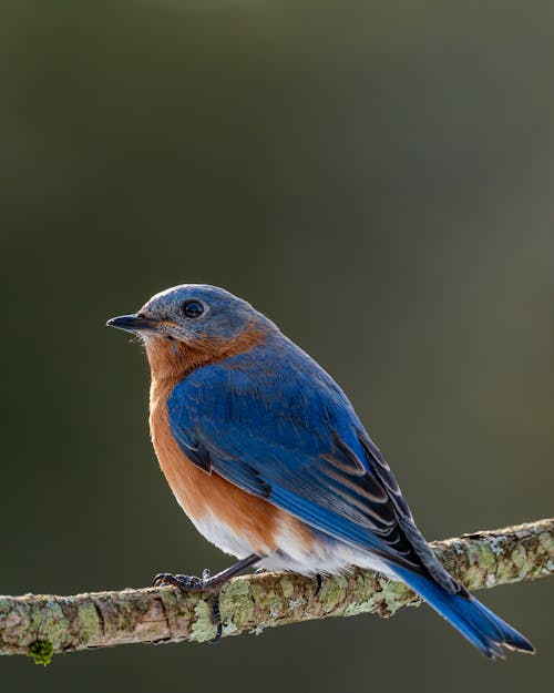 Small colorful mountain bluebird with red chest and blue plumage sitting on thin sprig in forest on blurred background in nature