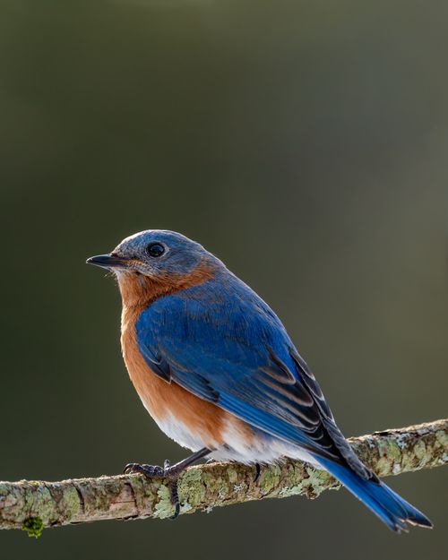 Free Small colorful mountain bluebird with red chest and blue plumage sitting on thin sprig in forest on blurred background in nature Stock Photo