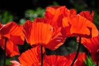 Red Poppy in Bloom