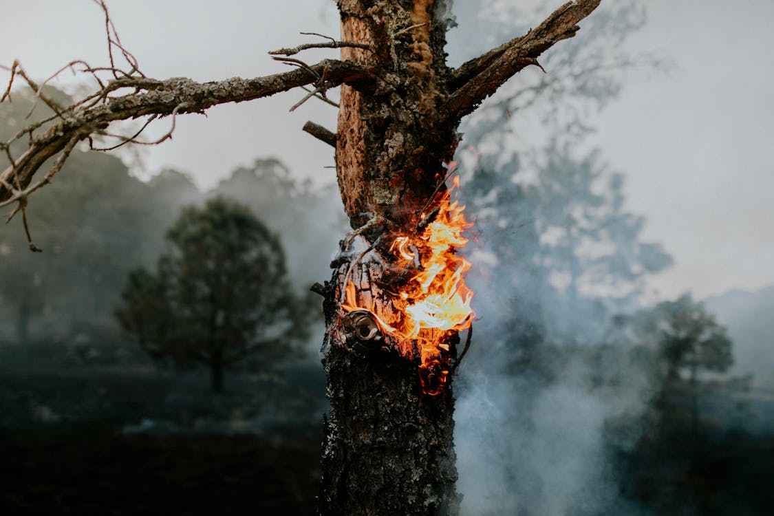 Gratis stockfoto met boomstam, Bos, brandend