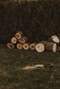 Pile of dry cut tree trunks with rough bark on grass against sawdust in daylight