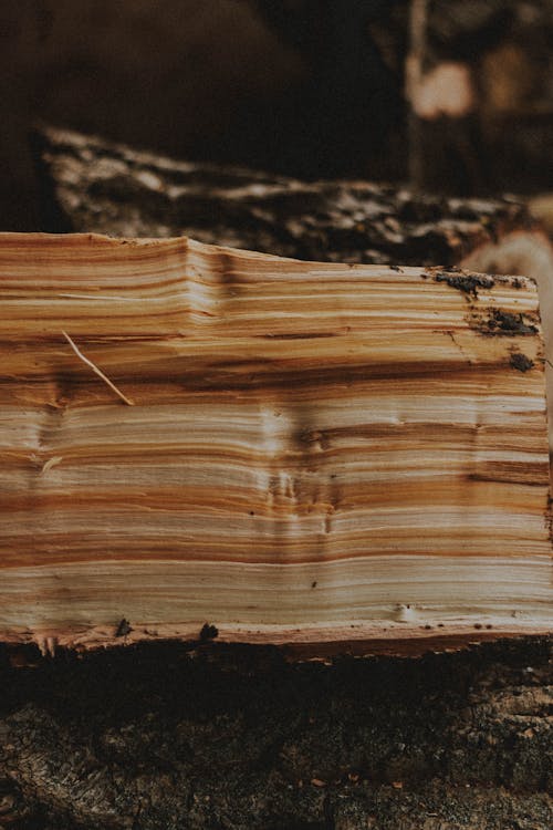 Cut tree trunk with brown and beige lines on uneven dirty surface in countryside on blurred background